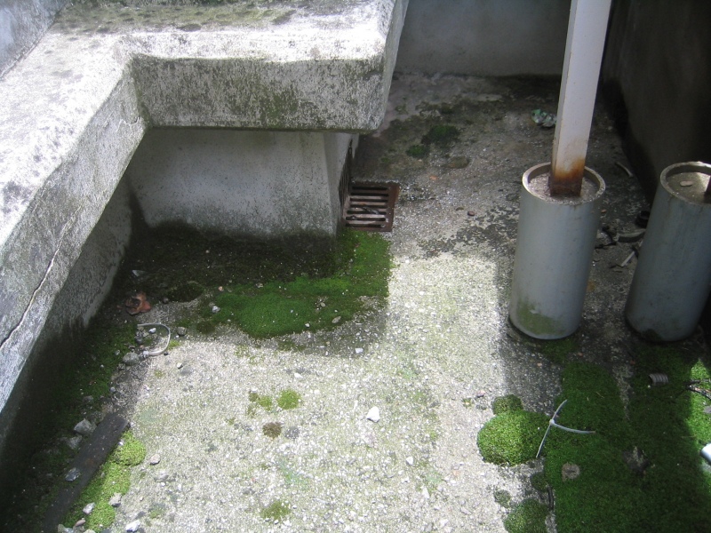高架水槽付近の床面。コケの繁茂が見られる。