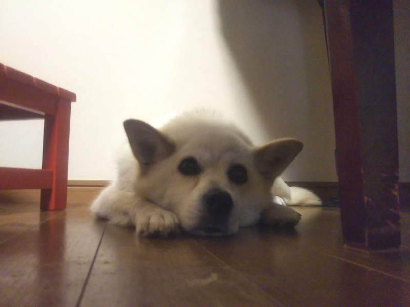 涼しい床の上が大好きな雑種犬ナナ
